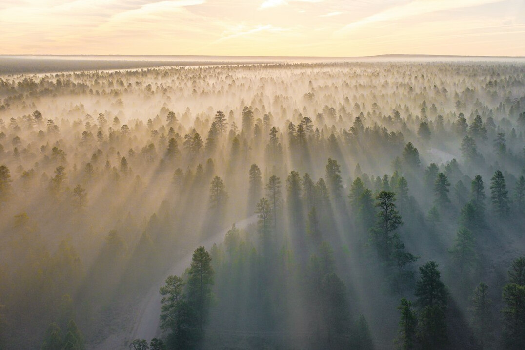 Foggy forest landscape at dawn